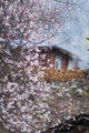 Peach Blossom