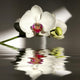 Orchid Wall Mural