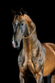 Golden Bay Akhal-teke Horse