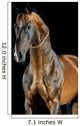 Golden Bay Akhal-teke Horse
