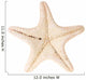 Starfish White
