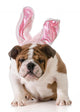 Easter Dog Wall Decal