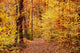 Fall Wall Mural