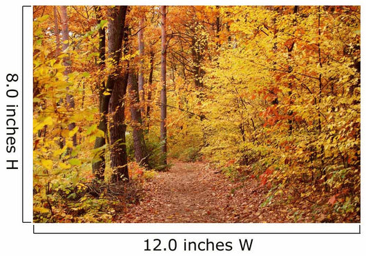 Fall Wall Mural