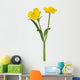 wild golden buttercup two flowers on white Wall Decal