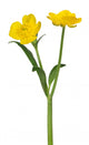 Wild Golden Buttercup Two Flowers On White Wall Decal