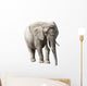 African Elephant Isolated on White with Clipping Path Wall Decal