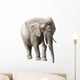 African Elephant Isolated on White with Clipping Path Wall Decal