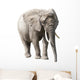 African Elephant Isolated on White with Clipping Path Wall Decal