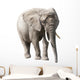 African Elephant Isolated on White with Clipping Path Wall Decal