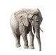 African Elephant Isolated On White With Clipping Path Wall Decal