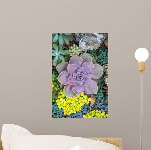  Miniature succulent plants Wall Mural