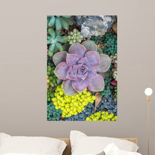  Miniature succulent plants Wall Mural
