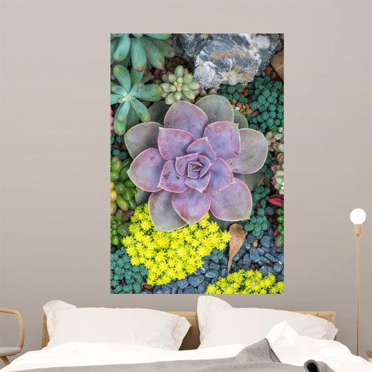  Miniature succulent plants Wall Mural
