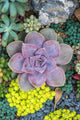 Miniature Succulent Plants Wall Decal