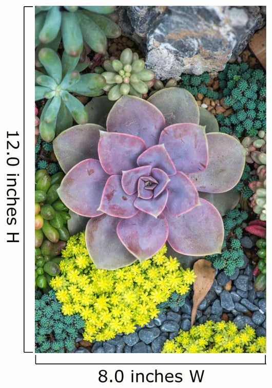  Miniature succulent plants Wall Mural