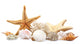 Seashells Sand White Wall Decal