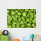 green hops background Wall Mural