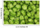 green hops background Wall Mural