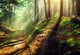 Beautiful Scene Misty Old Autumn Forest Wall Decal