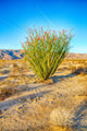 Blossoming Ocotillo Wall Decal