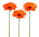 Orange Flowers Wall Decal