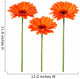 Orange flowers Wall Decal