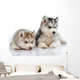 Little Husky Puppies Wall Decal