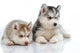 Little Husky Puppies Wall Decal