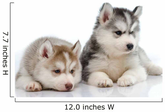 Little Husky Puppies Wall Decal