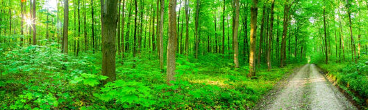 Panorama Forest Wall Decal