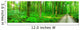 Panorama Forest Wall Decal