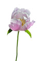 Flower Wild Peony 13 Wall Decal