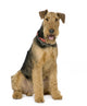 Airedale Terrier 1 Year Wall Decal