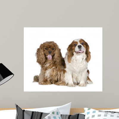 Cavalier King Charles Spaniel 8 Years Wall Decal shown on a wall