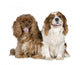 Cavalier King Charles Spaniel 8 Years Wall Decal