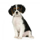 Cavalier King Charles Spaniel 35 Months Wall Decal