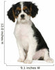 Cavalier King Charles Spaniel 35 Months Wall Decal