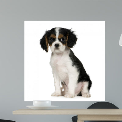 Cavalier King Charles Spaniel Wall Decal shown on a wall