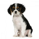 Cavalier King Charles Spaniel Wall Decal