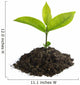 Sprouting Seedling Growth Wall Decal