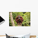orangutan Wall Mural