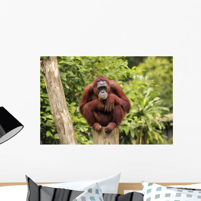 Orangutan Wall Decal shown on a wall