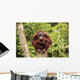 orangutan Wall Mural