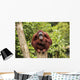 orangutan Wall Mural
