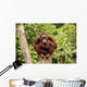 orangutan Wall Mural