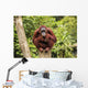 orangutan Wall Mural
