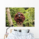 orangutan Wall Mural