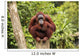 orangutan Wall Mural