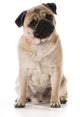 Pug Wall Decal